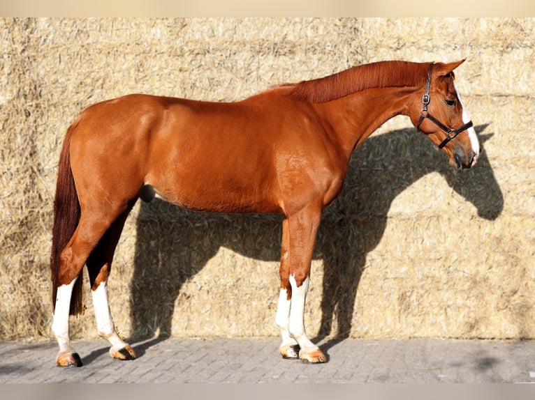 KWPN Caballo castrado 5 años 177 cm Alazán in Bladel