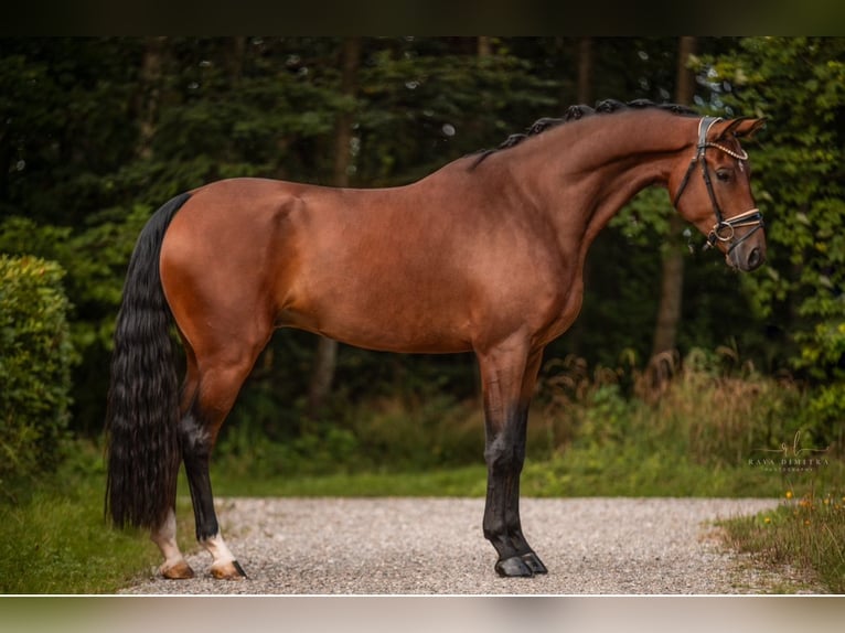 KWPN Caballo castrado 5 años 177 cm Castaño in Wehringen