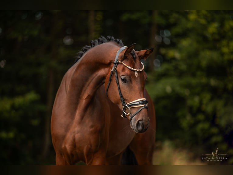 KWPN Caballo castrado 5 años 177 cm Castaño in Wehringen