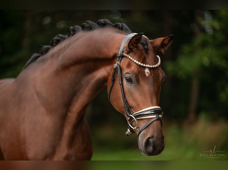 KWPN Caballo castrado 5 años 177 cm Castaño in Wehringen