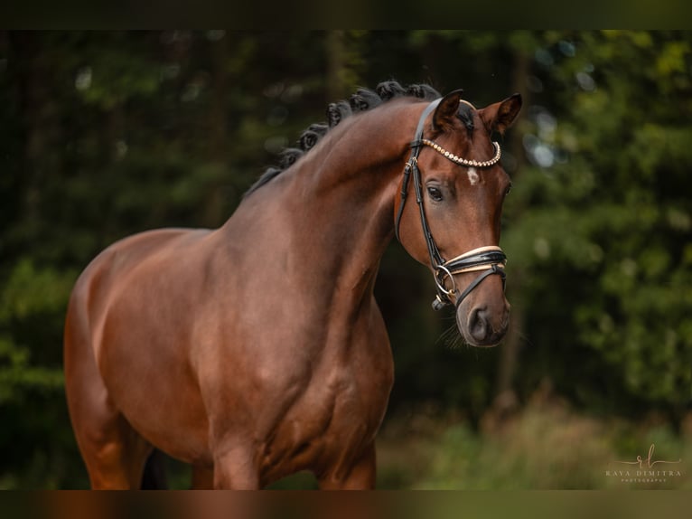 KWPN Caballo castrado 5 años 177 cm Castaño in Wehringen