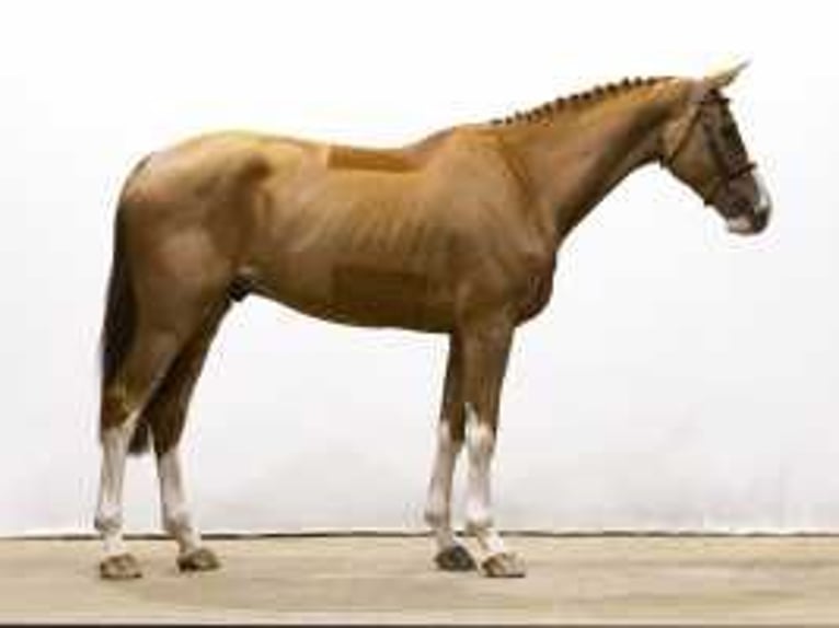 KWPN Caballo castrado 5 años 178 cm Alazán in Waddinxveen