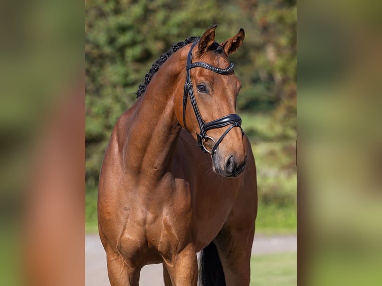 KWPN Caballo castrado 5 años 178 cm Castaño in Dallgow-Döberitz