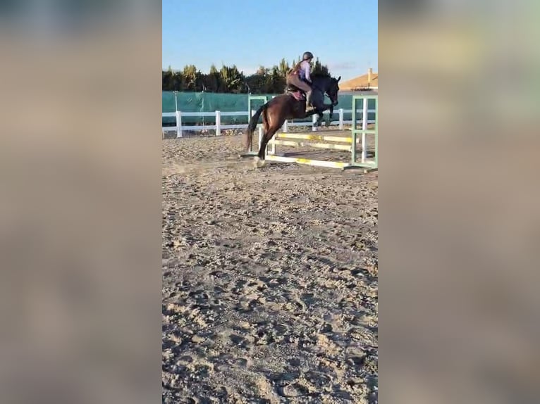 KWPN Caballo castrado 5 años 180 cm Castaño oscuro in Murcia