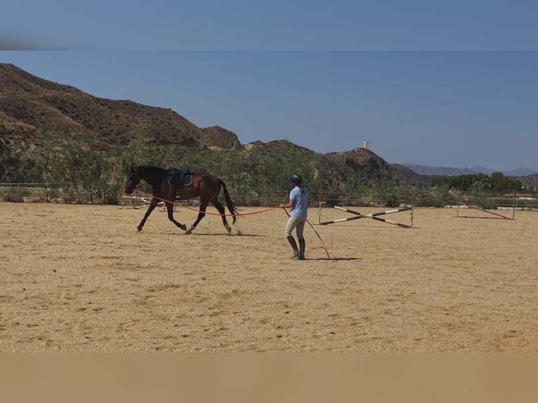 KWPN Caballo castrado 5 años 180 cm Castaño oscuro in Murcia