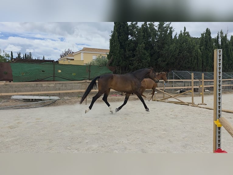 KWPN Caballo castrado 5 años 180 cm Castaño oscuro in Murcia