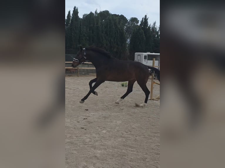 KWPN Caballo castrado 5 años 180 cm Castaño oscuro in Murcia