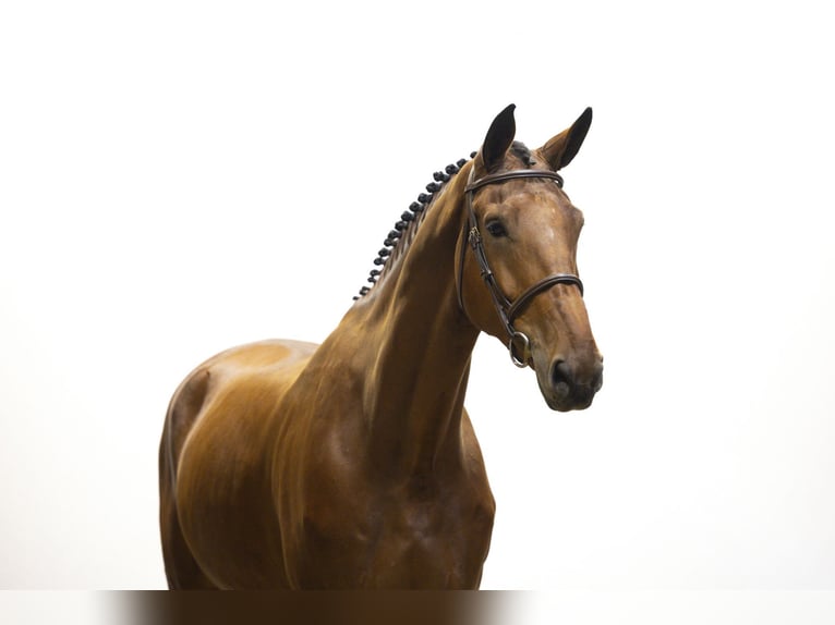 KWPN Caballo castrado 5 años 182 cm Castaño in Waddinxveen KWPN Caballo castrado 5 años 182 cm Castaño in Waddinxveen