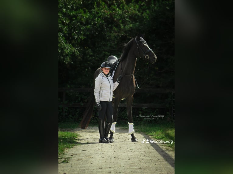 KWPN Caballo castrado 5 años 183 cm Negro in Ouddorp