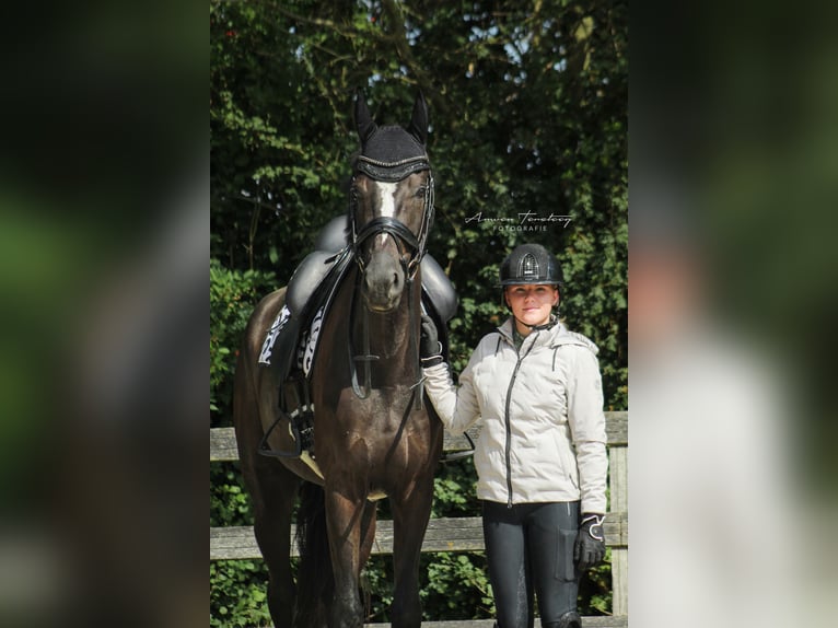 KWPN Caballo castrado 5 años 183 cm Negro in Ouddorp