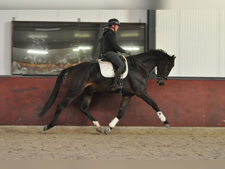 KWPN Caballo castrado 5 años 184 cm Castaño oscuro in Lunteren