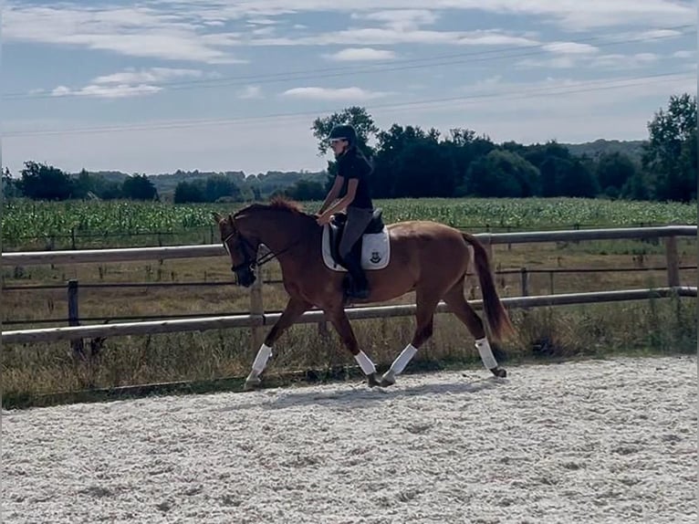 KWPN Caballo castrado 5 años Alazán in Teloché, Pays De La Loire, France