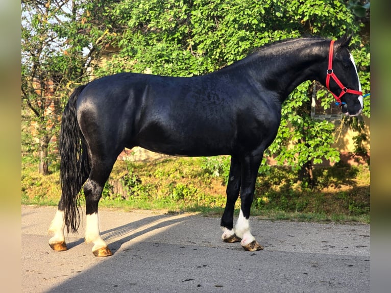 KWPN Mestizo Caballo castrado 5 años in K&#xF6;r&#xF6;sladany