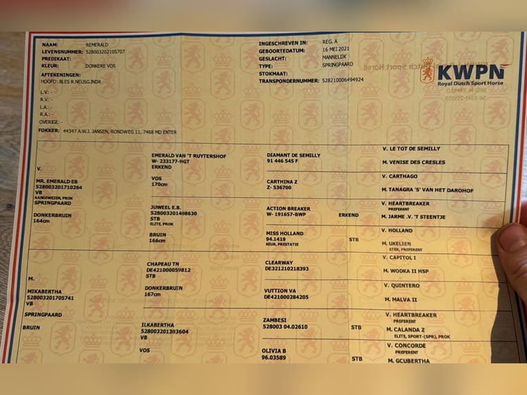 KWPN Caballo castrado 5 años in Békéscsaba