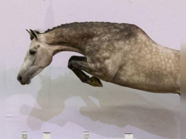 KWPN Caballo castrado 5 años in MADRID