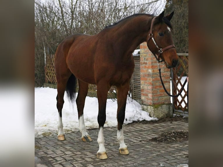 KWPN Caballo castrado 5 años Castaño rojizo in Romania