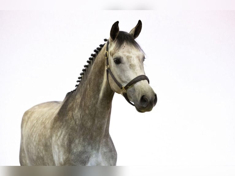 KWPN Caballo castrado 5 años in MADRID