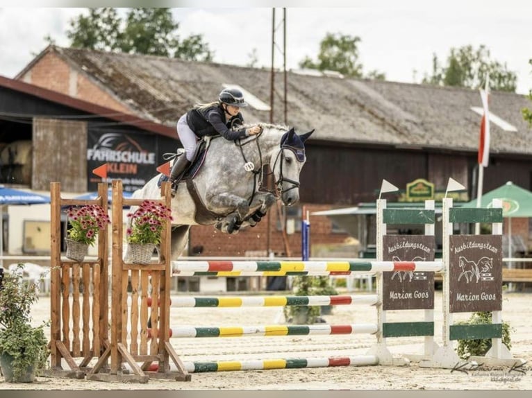 KWPN Caballo castrado 5 años Tordo in Wächtersbach