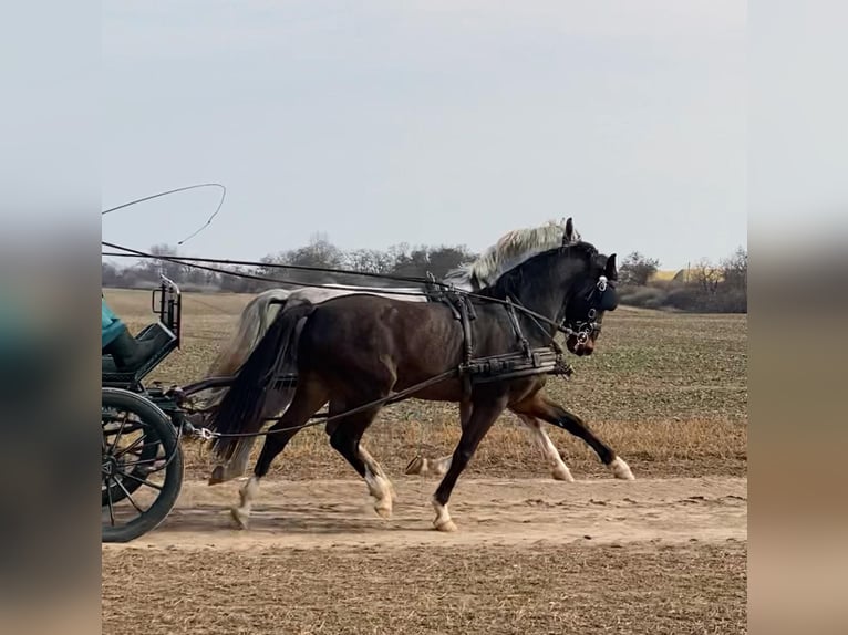 KWPN Caballo castrado 6 años 158 cm Castaño oscuro in Tass