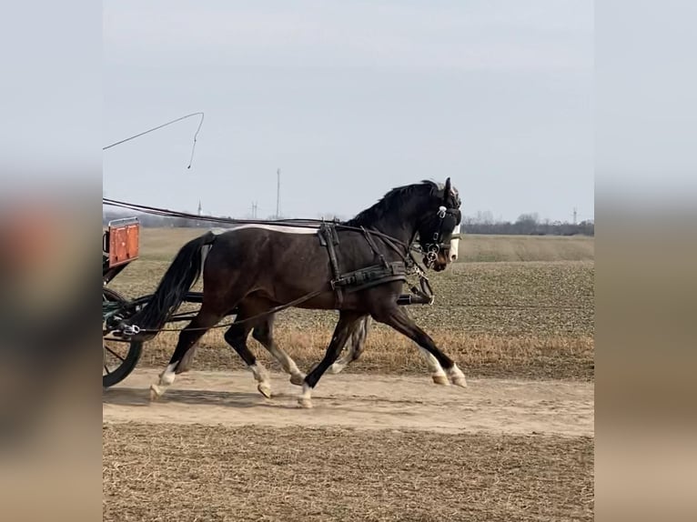 KWPN Caballo castrado 6 años 158 cm Castaño oscuro in Tass