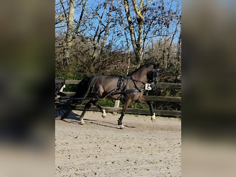 KWPN Caballo castrado 6 años 159 cm Negro in Ouddorp