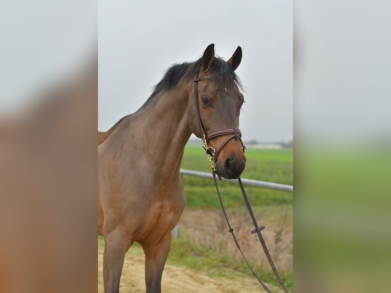 KWPN Caballo castrado 6 años 160 cm Castaño in Geilenkirchen