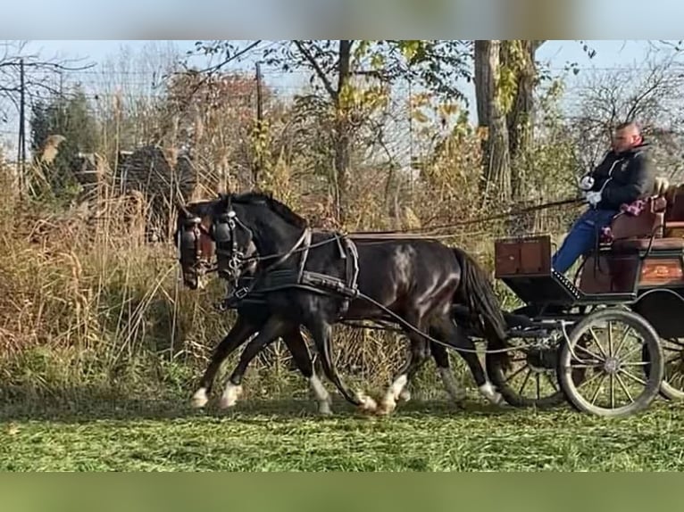 KWPN Mestizo Caballo castrado 6 años 160 cm Castaño rojizo in Tass