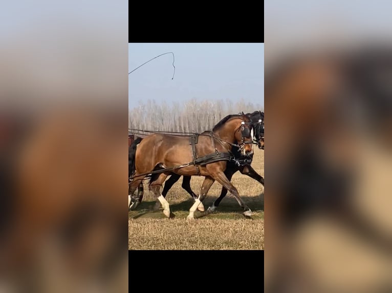 KWPN Mestizo Caballo castrado 6 años 160 cm Castaño rojizo in Tass