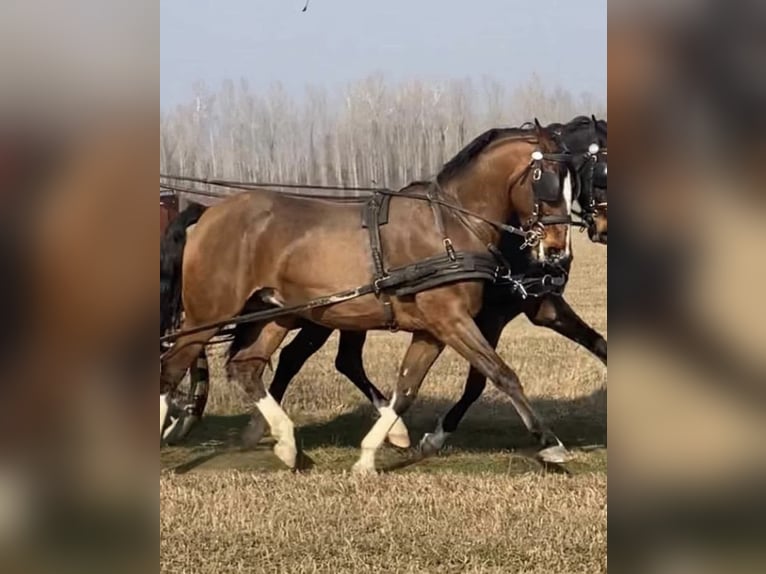 KWPN Caballo castrado 6 años 160 cm Castaño rojizo in Tass