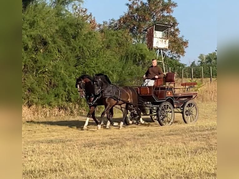 KWPN Mestizo Caballo castrado 6 años 160 cm Castaño rojizo in Tass