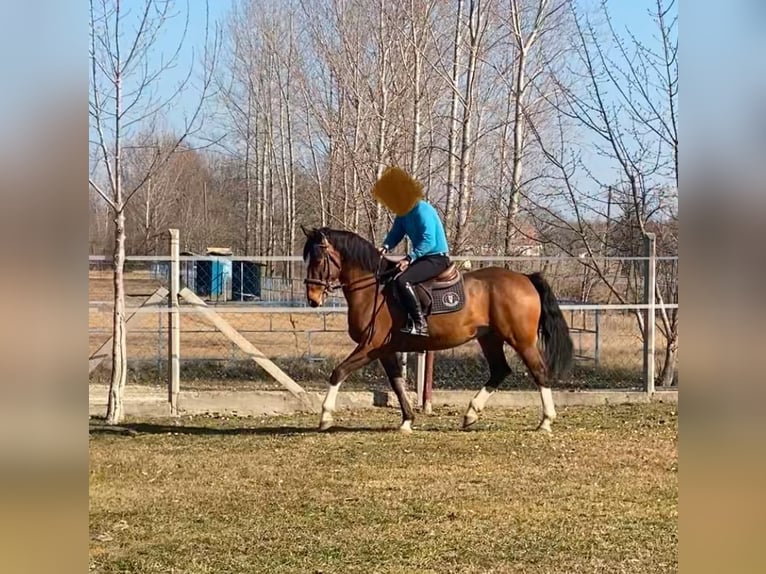KWPN Caballo castrado 6 años 160 cm Castaño rojizo in Tass