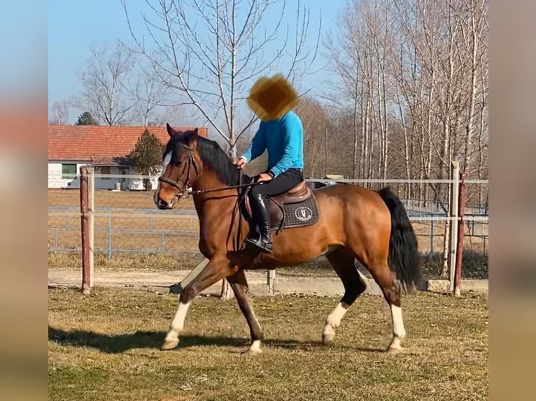 KWPN Caballo castrado 6 años 160 cm Castaño rojizo in Tass
