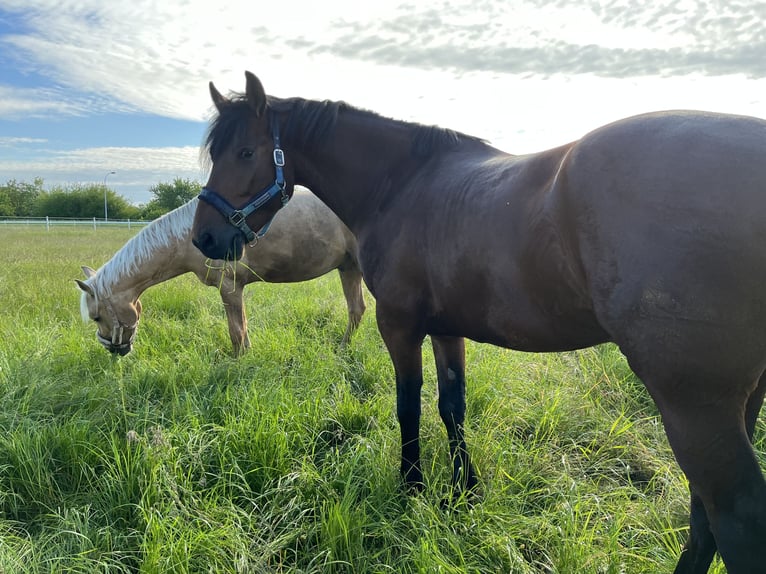 KWPN Mestizo Caballo castrado 6 años 162 cm Castaño in Delitzsch