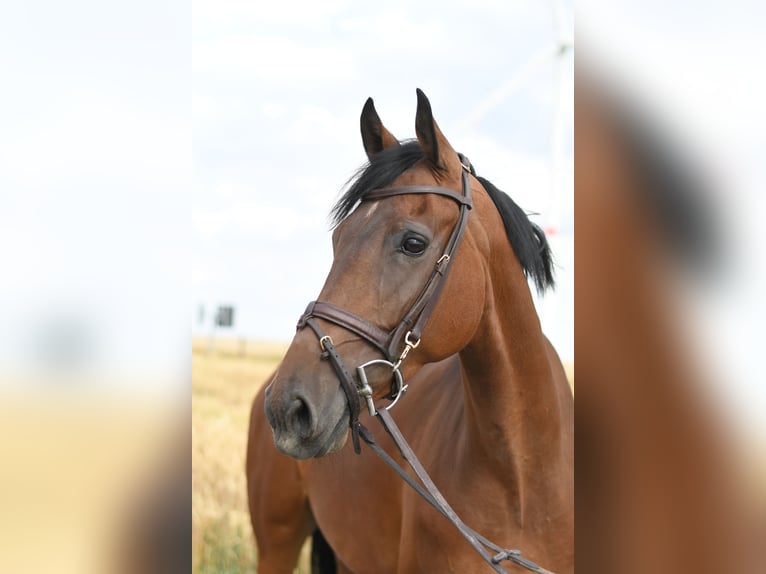 KWPN Caballo castrado 6 años 162 cm Castaño in Geilenkirchen