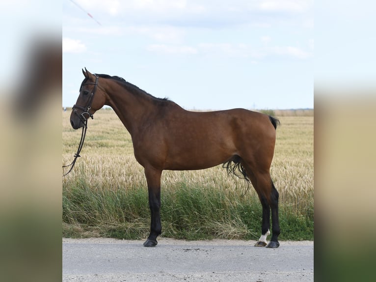 KWPN Caballo castrado 6 años 162 cm Castaño in Geilenkirchen