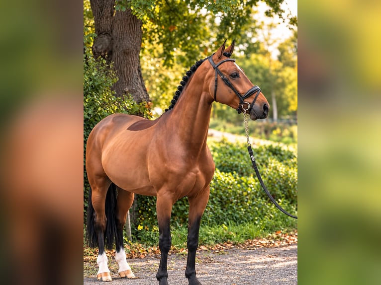 KWPN Caballo castrado 6 años 162 cm Castaño in Weert