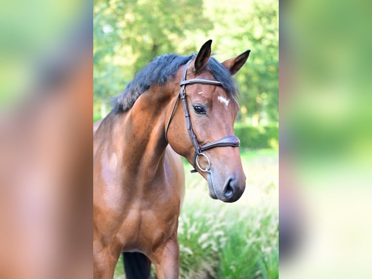 KWPN Caballo castrado 6 años 164 cm Castaño in Bladel