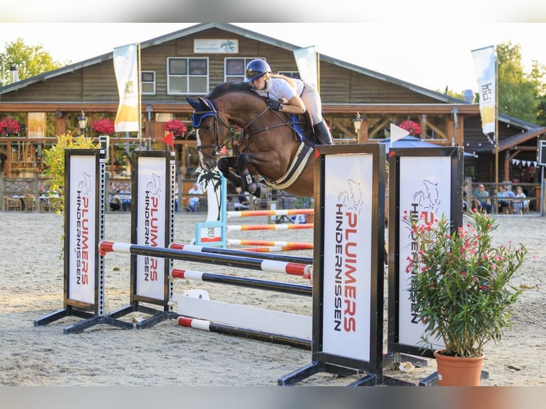 KWPN Caballo castrado 6 años 164 cm Castaño in Schijndel