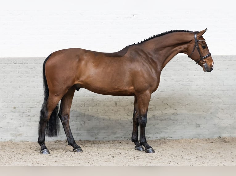 KWPN Caballo castrado 6 años 165 cm  in WK Heerde