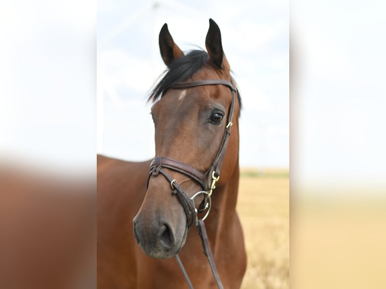 KWPN Caballo castrado 6 años 165 cm Castaño in Geilenkirchen