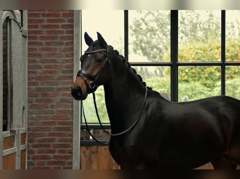 KWPN Caballo castrado 6 años 165 cm Castaño oscuro in Berlicum