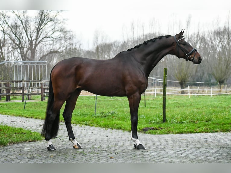 KWPN Caballo castrado 6 años 165 cm Castaño oscuro in Bocholt