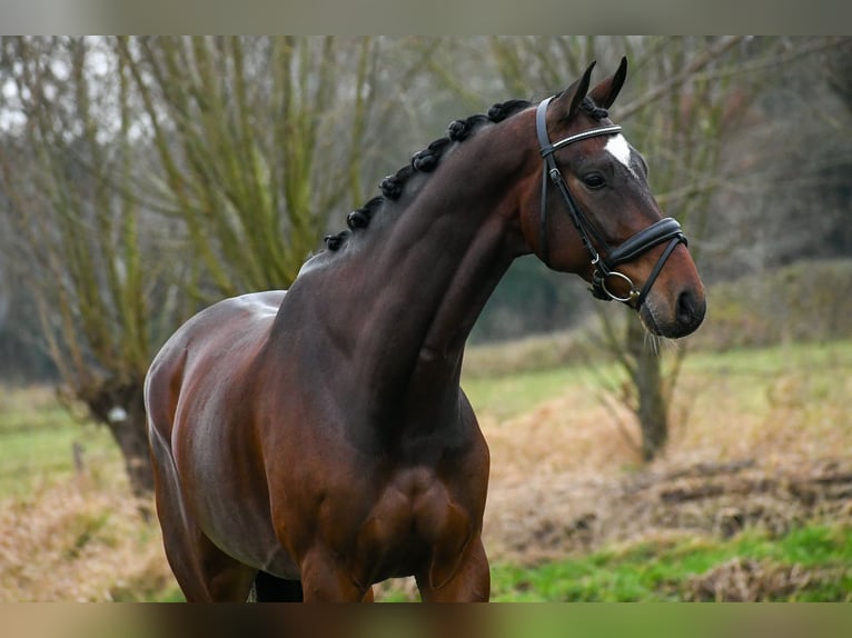 KWPN Caballo castrado 6 años 165 cm Castaño oscuro in Bocholt