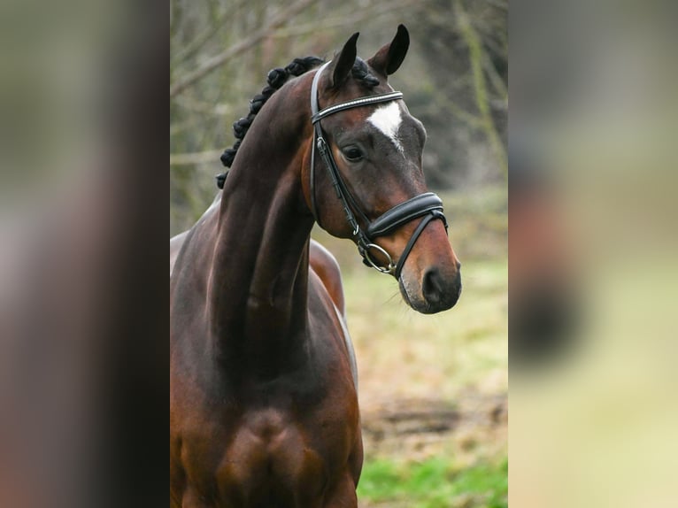 KWPN Caballo castrado 6 años 165 cm Castaño oscuro in Bocholt