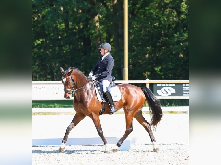 KWPN Caballo castrado 6 años 165 cm Castaño oscuro in Bocholt