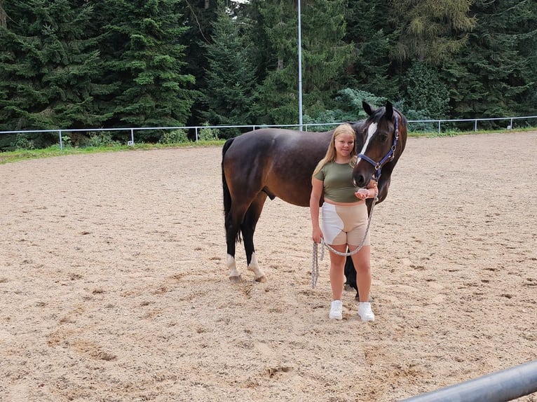 KWPN Caballo castrado 6 años 165 cm Castaño oscuro in Loffenau