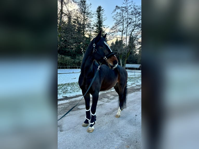 KWPN Caballo castrado 6 años 165 cm Castaño oscuro in Loffenau