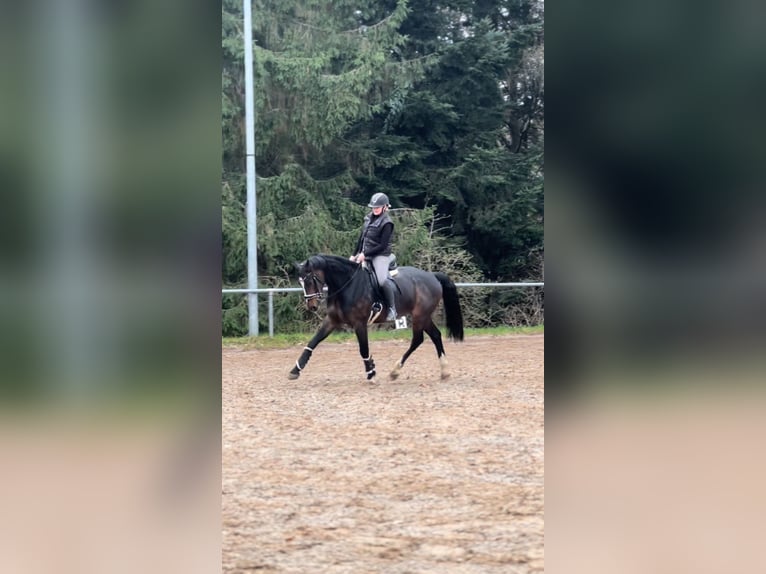 KWPN Caballo castrado 6 años 165 cm Castaño oscuro in Loffenau