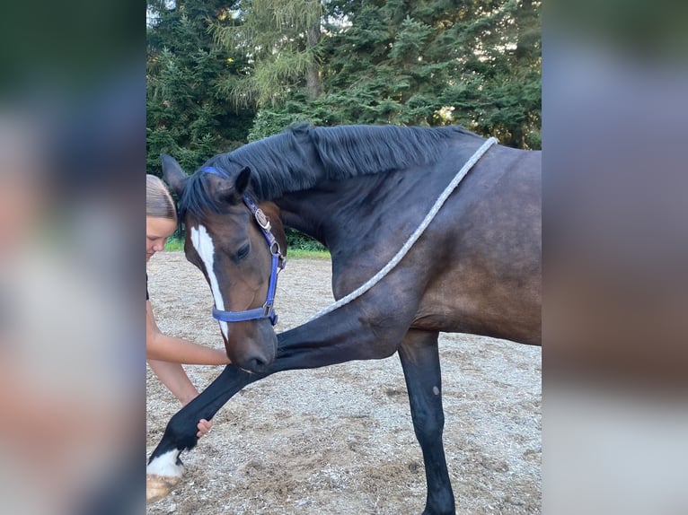 KWPN Caballo castrado 6 años 165 cm Castaño oscuro in Loffenau