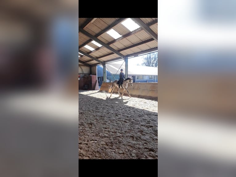 KWPN Caballo castrado 6 años 165 cm Tordo in Eemnes